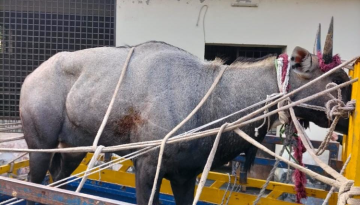 নাটোরের গ্রামবাসীর হাতে আটক নীলগাই সাফারি পার্কে