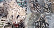 বাড়ির উঠানে ঘুরছিল ৩ মেছোবাঘের শাবক, সঙ্গে তাদের মা