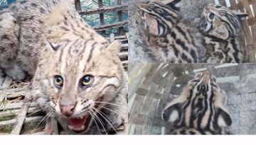 বাড়ির উঠানে ঘুরছিল ৩ মেছোবাঘের শাবক, সঙ্গে তাদের মা