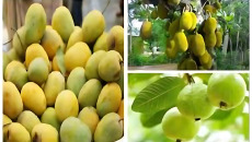 বাংলাদেশ থেকে আম-কাঁঠাল-পেয়ারা আমদানি করবে চীন: প্রেস সচিব