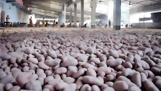 অবশেষে আলু সংরক্ষণে ভাড়া বেঁধে দিল সরকার