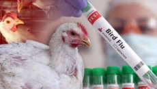 আবারও দেশে বার্ড ফ্লু শনাক্ত