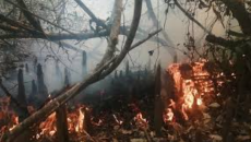 সুন্দরবনের ৩ একরজুড়ে জ্বলছে আগুন, নিয়ন্ত্রণে কাটা হচ্ছে ‘ফায়ার লাইন’