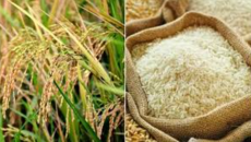 এবার ৩৬ টাকায় ধান, ৪৯ টাকায় চাল কিনবে সরকার