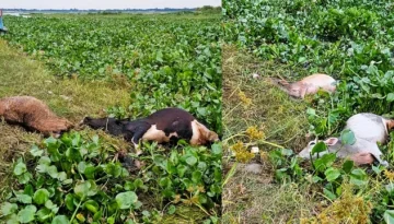 গজারিয়ায় জোয়ারের পানির তোড়ে ভেসে গেল শতাধিক গরু, ৪১টি মৃত উদ্ধার