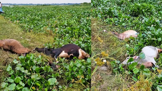 গজারিয়ায় জোয়ারের পানির তোড়ে ভেসে গেল শতাধিক গরু, ৪১টি মৃত উদ্ধার