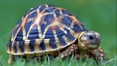 ২৩ মে বিশ্ব কচ্ছপ দিবস: প্রকৃতি সংরক্ষণে আমাদের দায়িত্ব