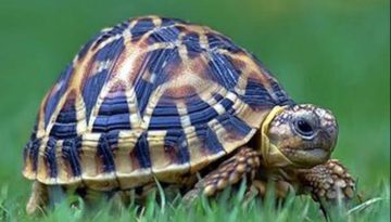 ২৩ মে বিশ্ব কচ্ছপ দিবস: প্রকৃতি সংরক্ষণে আমাদের দায়িত্ব