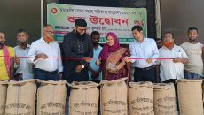 মতলব উত্তরে ৩৬ টাকা কেজি ধরে ধান ক্রয়ের উদ্ধোধন