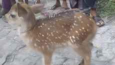 জোয়ারের পানিতে ভেসে আসা হরিণ শাবক উদ্ধার