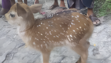 জোয়ারের পানিতে ভেসে আসা হরিণ শাবক উদ্ধার