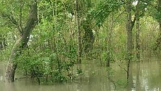 বাগেরহাটে সুন্দরবন প্লাবিত, হরিণের মৃত্যু