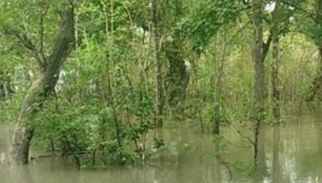 বাগেরহাটে সুন্দরবন প্লাবিত, হরিণের মৃত্যু