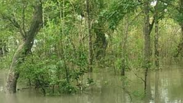 বাগেরহাটে সুন্দরবন প্লাবিত, হরিণের মৃত্যু