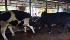 ছয় লাখে বিক্রি হবে ২০ মণের ‘বীর বাহাদুর’ ও ‘সম্রাট’