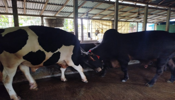 ছয় লাখে বিক্রি হবে ২০ মণের ‘বীর বাহাদুর’ ও ‘সম্রাট’