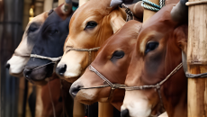 তুমুল বৃষ্টি উপেক্ষা করেই চলছে পশুর হাটে বেচাকেনা