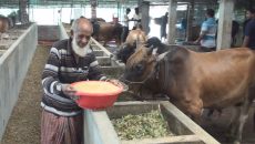 কোরবানির পশুর সংকট নেই দাম নিয়ে শঙ্কায় খামারিরা