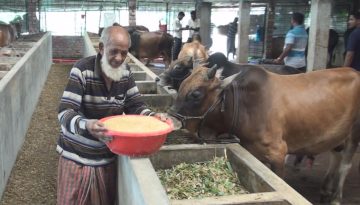 কোরবানির পশুর সংকট নেই দাম নিয়ে শঙ্কায় খামারিরা