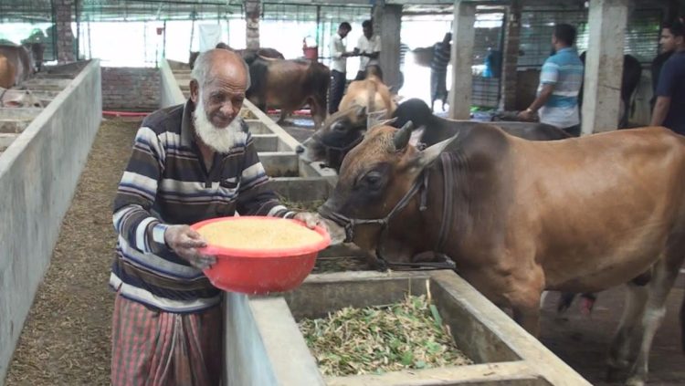 কোরবানির পশুর সংকট নেই দাম নিয়ে শঙ্কায় খামারিরা