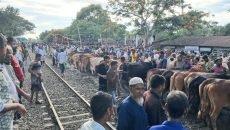 রেললাইনের ওপর ঝুঁকিপূর্ণ কোরবানি পশুর হাট