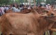 কেরানীগঞ্জ পশুহাটে সংঘর্ষ, পুলিশসহ আহত ২