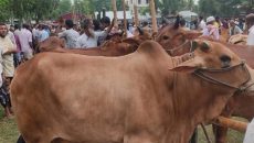 কেরানীগঞ্জ পশুহাটে সংঘর্ষ, পুলিশসহ আহত ২