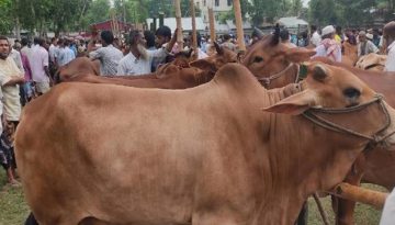 কেরানীগঞ্জ পশুহাটে সংঘর্ষ, পুলিশসহ আহত ২