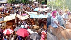 মাগুরায় জমে উঠছে কোরবানির পশুর হাট