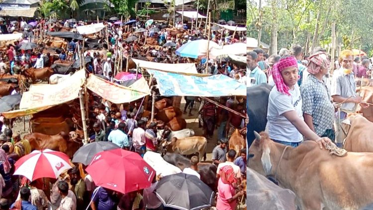মাগুরায় জমে উঠছে কোরবানির পশুর হাট
