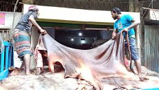 আড়তে কোরবানির চামড়া, নষ্ট কম হলেও দাম নিয়ে হতাশা