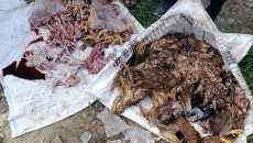 মাগুরায় ২শ মরা মুরগী বিক্রয়ের জন্য তৈরীর সময় ব্যবসায়ী আটক