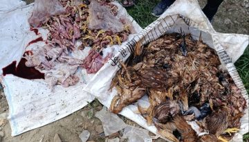 মাগুরায় ২শ মরা মুরগী বিক্রয়ের জন্য তৈরীর সময় ব্যবসায়ী আটক