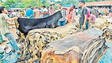 নৈরাজ্য ও সিন্ডিকেট, চামড়া শিল্প ধ্বংসের চক্রান্ত