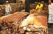 ব্যবসায়ি সিন্ডিকেটের কবলে কুরবানির চামড়া