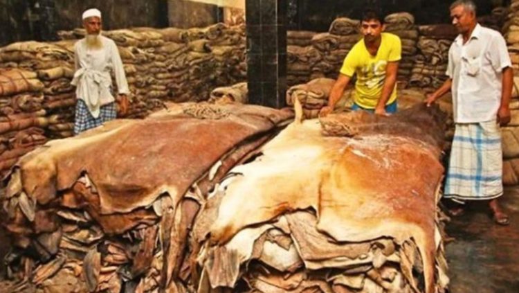 ব্যবসায়ি সিন্ডিকেটের কবলে কুরবানির চামড়া