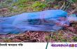 বরিশালে পলিথিনে মোড়ানো অ্যাসিডদগ্ধ অন্তঃসত্ত্বা নারী উদ্ধার
