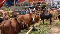 এবারের হাটে বিদেশির চাইতে দেশি গরুই বেশি