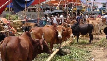 এবারের হাটে বিদেশির চাইতে দেশি গরুই বেশি