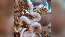 নোয়াখালীতে বিরল প্রজাতির জলঢোরা সাপ উদ্ধার