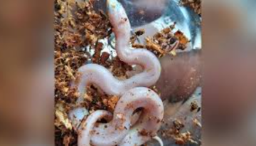 নোয়াখালীতে বিরল প্রজাতির জলঢোরা সাপ উদ্ধার