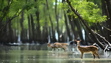 আজ থেকে সুন্দরবনে প্রবেশে ৩ মাসের নিষেধাজ্ঞা শুরু