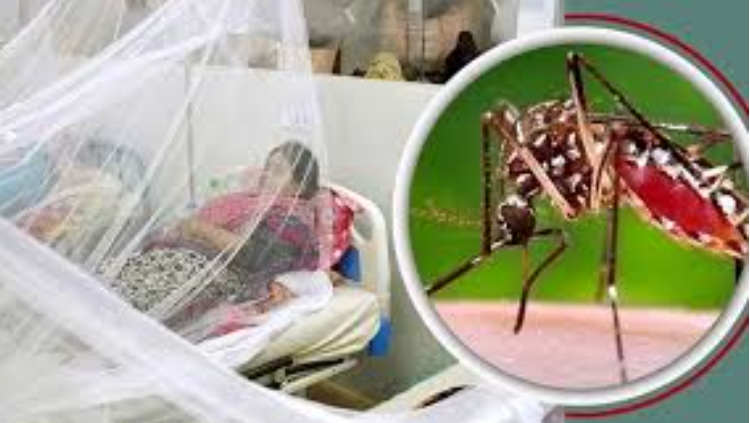 গত একদিনে ডেঙ্গু আক্রান্ত হয়ে হাসপাতালে ২৪৮ জন