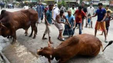 সারাদেশে চলছে পশু কোরবানি