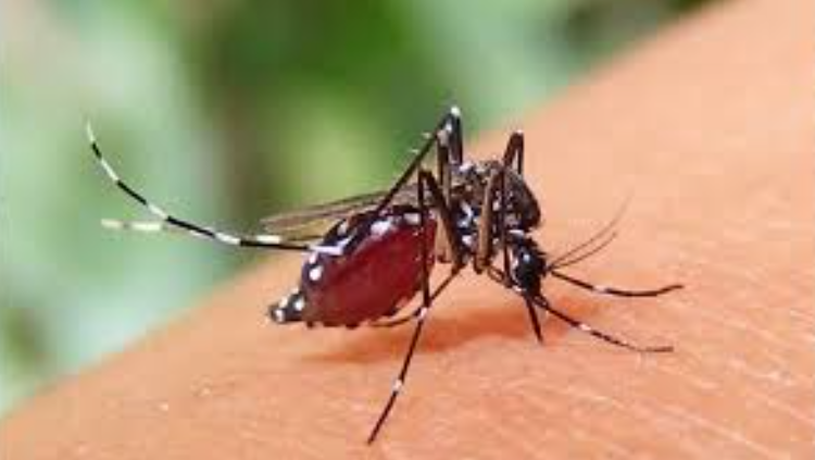 গত ২৪ ঘন্টায় কুমিল্লায় ডেঙ্গুতে প্রাণ গেল ৩ জনের