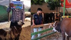 ২৫ হাজার দুঃস্থ পরিবারকে কোরবানির মাংস দেবে মাস্তুল ফাউন্ডেশন, গাজাবাসীর জন্যও কোরবানি দেওয়ার প্রস্তুতি