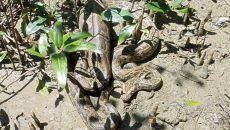 লোকালয়ে মুরগির খোপে অজগর, উদ্ধার করে সুন্দরবনে অবমুক্ত