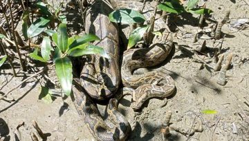 লোকালয়ে মুরগির খোপে অজগর, উদ্ধার করে সুন্দরবনে অবমুক্ত