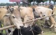 বিজিবির জব্দ গরু গায়েব, তদন্তে চাঞ্চল্যকর তথ্য