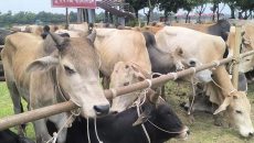 বিজিবির জব্দ গরু গায়েব, তদন্তে চাঞ্চল্যকর তথ্য